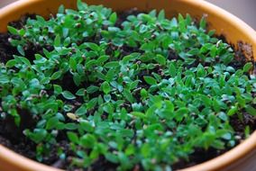 closeup picture of growing greens in a pot