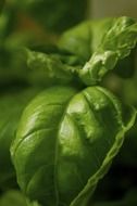 Green leaves of fragrant basil