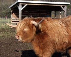 a cattle in the highland