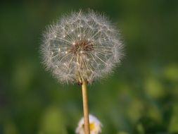 dandelion on the stalk