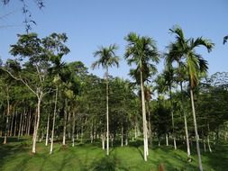 areca palm on a plantation in india