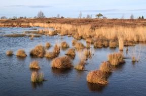dry grass in a wetland in the reserve