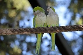 A pair of green parrots