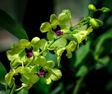 yellow orchid in a pot