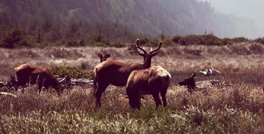 deer antlers animals