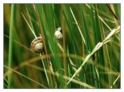 tiny snails on the blade of grass