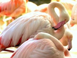 Picture of the cute Flamingoes in the zoo