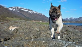 running akita dog