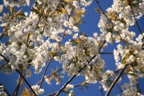 flowers blossom white garden