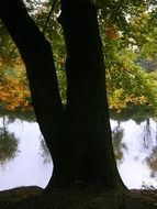 Still river behind thick black tree trunk
