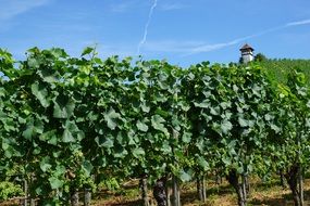 green vineyard meersburg lake constance