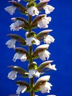 White acanthus flowers
