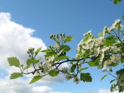 plant in summer white bloom under the bright sun