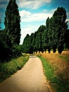 Tall green trees near the road