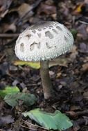 mushroom on the forest floor