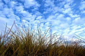 old grass and blue sky