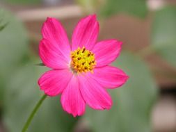 pink flower with yellow center on blurred background