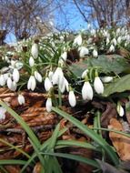 cute spring snowdrops close-up