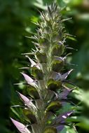 acanthaceae hogweed flora