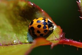 Yellow ladybug on leaf