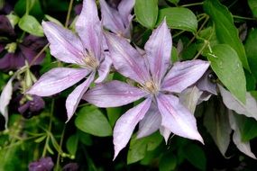 Clematis in the garden