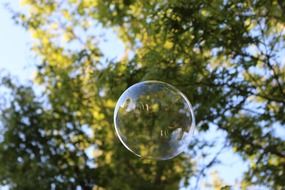 Bubble and trees