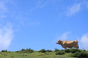 cow in a pasture in Asturias
