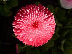 pink round daisy