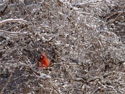 very beautiful red cardinal bird