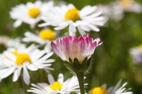 daisy, herbaceous plant on a blurred background
