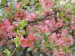 branch on the background of a bush with pink flowers