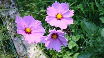 a flowering plant