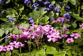 blue and purple spring flowers