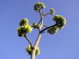 plant stem with green leaves against a blue sky