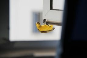 yellow bird on the window