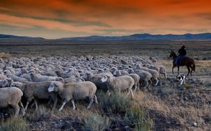 grazing flocks of sheep in the meadow