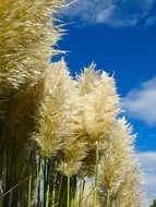 fluffy inflorescences of pampas grass