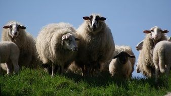 flock of sheep on a hill with green grass
