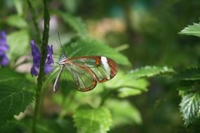 butterfly with transparent wings on a plant close-up on a blurred background