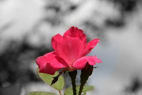 rose on blurred background