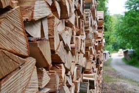 stacked firewoods among the forest