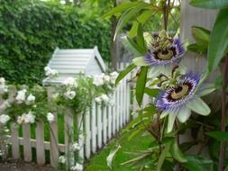 blue passiflora near a white fence in the garden