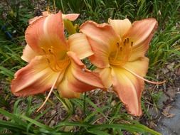 two pale orange lilies on green grass