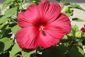 red hibiscus in sunshine