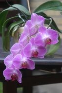 orchid pink flower