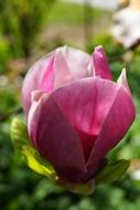 pink closed magnolia blossom