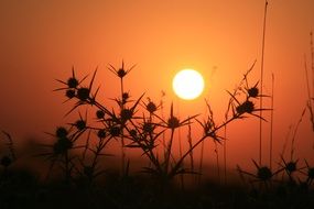 silhouette of a plant in thorns at sunset