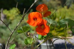nature of garden flowers