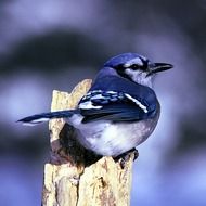 blue jay on stump close up