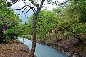 small river in the middle of forest